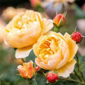 Rose Cuttings - Unrooted 5-8" Long, David Austin ROALD DAHL Fragrant Pink Rose, Rosa 'Roald Dahl'