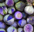 Purple Coban Tomatillo Seeds - 100 Exotic Seeds - Physalis ixocarpa - Unique Gardening Variety for Home Growers