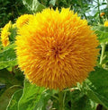 RattleFree Sunflower Seeds 50 Count | Teddy Bear Heirloom Non-GMO Helianthus annuus