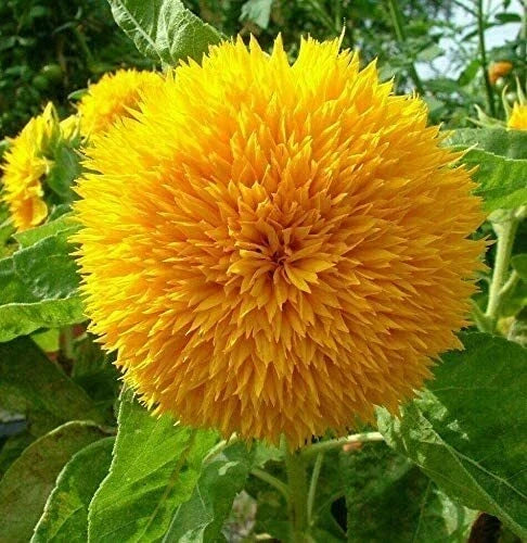 RattleFree Sunflower Seeds 50 Count | Teddy Bear Heirloom Non-GMO Helianthus annuus