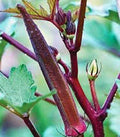 Okra Seed - Red Burgundy Heirloom Non-GMO, 100 Seeds, Garden Okra Seeds, Abelmoschus esculentus