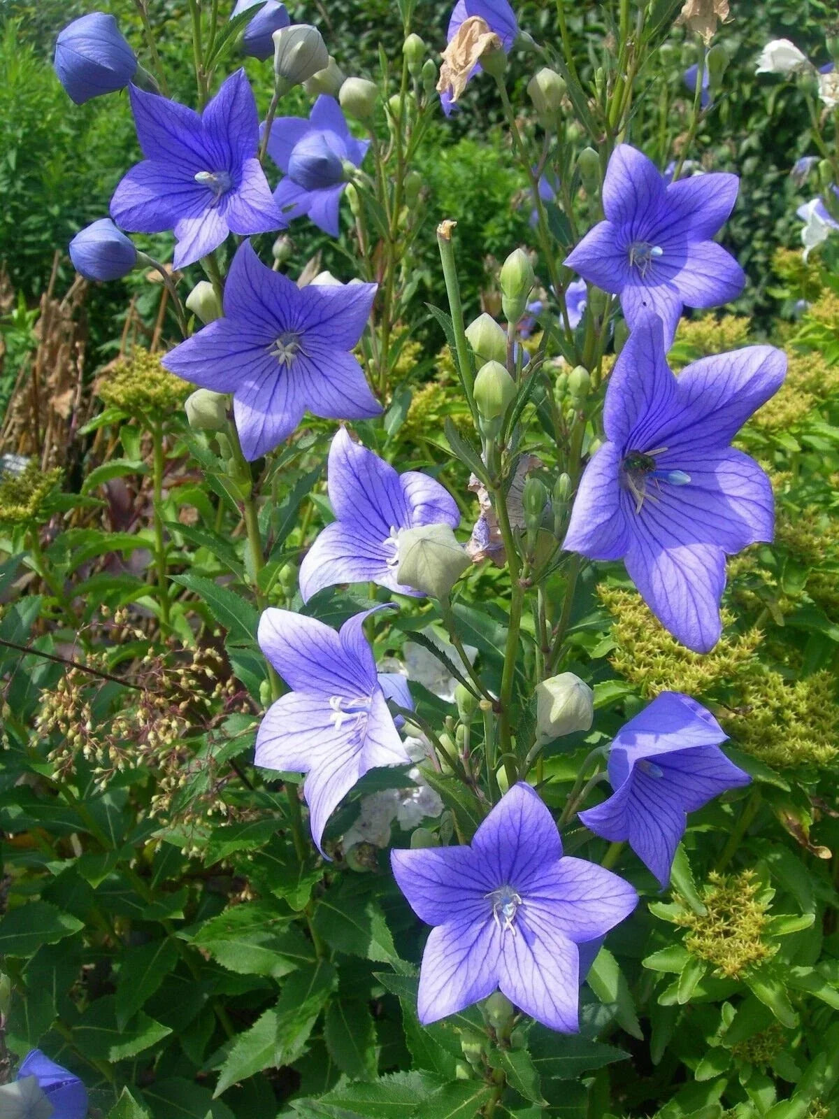 Balloon Flower Seeds, Non-GMO, Toraji Variety, Platycodon Grandiflorus, Blue Star-Shaped Flowers, Perennial, Tracking Included