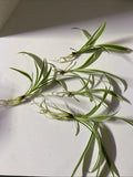 Live Bare Rooted Spider Plants - 5 Pack - Chlorophytum comosum - Easy Care Indoor Air Purifying Houseplants
