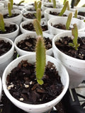Rooted Dragon Fruit Seedlings - Red & Yellow Mix, Hylocereus undatus, 3"-5" Tall, Bare Roots, 2-Year-Old Plants