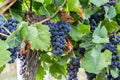 Concord Grape Seeds - Organic Vitis labrusca High Yield Climbing Vine for Juicing, Jams & Wine