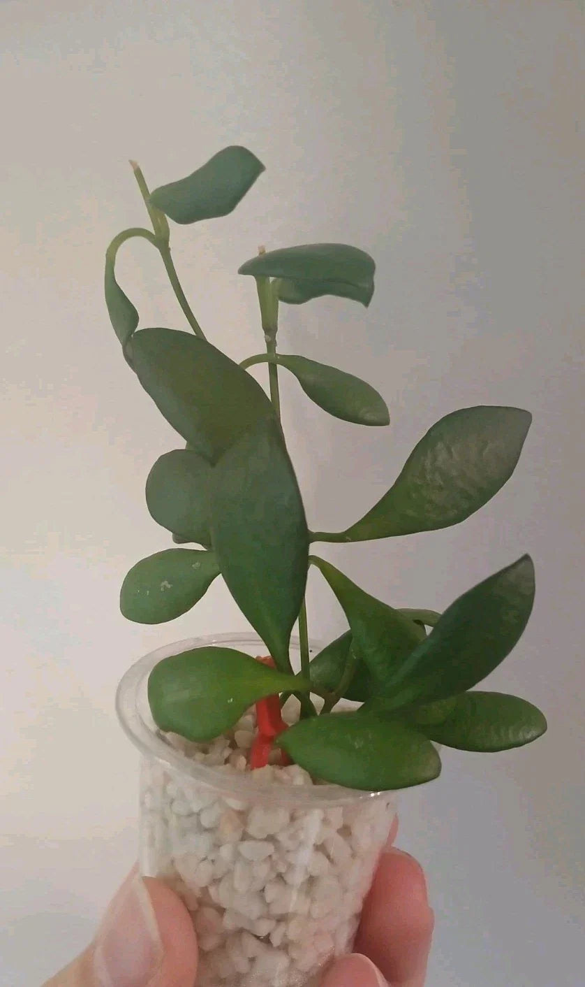 Hoya Heuschkeliana Cutting | Live Indoor Houseplant | Wax Plant Variety | Exotic Vining Plant | Scientific Name: Hoya heuschkeliana