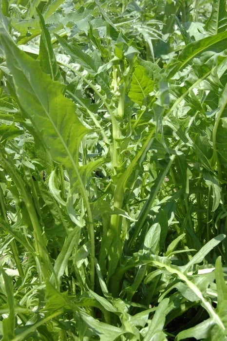 Chicory Seed - Emerald Catalogna - Leafy Green Vegetable - Cichorium intybus - Non-GMO, Heirloom, Salad Greens, Fast Germination