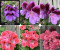 Rare Geranium Plants - 3" Pot - Unique Varieties - Pelargonium spp. - Ideal for Collectors and Garden Enthusiasts