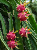 Dragon Fruit Cuttings - Rooted Plant - Hylocereus Undatus - Fresh Edible Cactus Cuttings for Home Garden