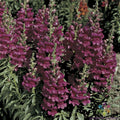 Liberty Lavender Snapdragon Seeds - 1000+ Premium Antirrhinum majus for Garden, Borders, Containers, Lavender Flowers, Free Shipping USA