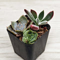 Succulent Live Plant Mix - 2" Pot - Multi Variety Succulents for Full Sun - Zone 10 Gardening