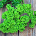 Curled Parsley Live Starter Plants Set of 2 Triple Moss Petroroselinum crispum Moisture-Wrapped Home Garden Herbs