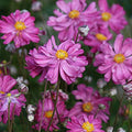 Bare Root Dark Rose Japanese Anemone - Anemone hupehensis - 10 Root Stock for Gardens and Landscapes