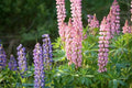 Dwarf Lupine Seeds - Pixie Delight Mix - 50 Seeds - Lupinus polyphyllus - Vibrant Colorful Blooms for Garden & Containers