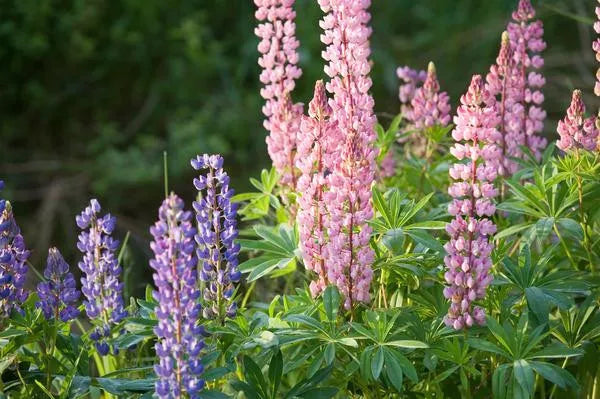 Dwarf Lupine Seeds - Pixie Delight Mix - 50 Seeds - Lupinus polyphyllus - Vibrant Colorful Blooms for Garden & Containers
