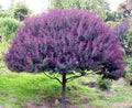 Mimosa Tree Seeds (30) - Blue Leafed Acacia baileyana Purpure for Planting