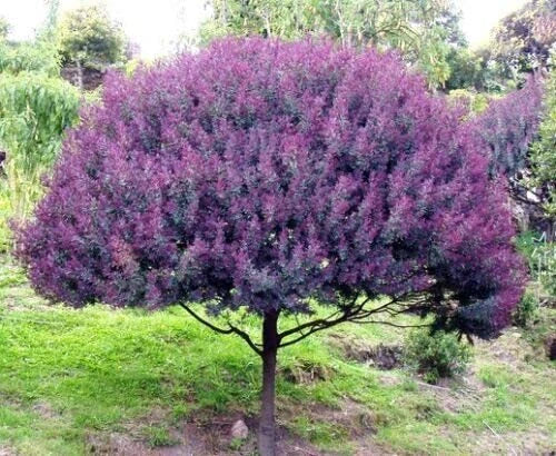 Mimosa Tree Seeds (30) - Blue Leafed Acacia baileyana Purpure for Planting