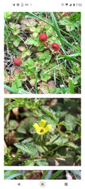 Wild Mock Strawberry Bare Root Plants 100+ Edible Medicinal Herb Duchesnea Indica