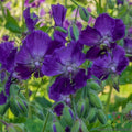 25+ Lily Lovell Geranium Seeds - Pelargonium 'Lily Lovell' for Garden Planting USA