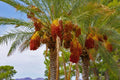 Date Palm Tree Seeds, Phoenix dactylifera, Edible Dates, Tropical Plant, 10 Seeds for Gardening & Landscaping