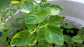 Greek Oregano Live Bareroot Plant Cutting - Aromatic Culinary Herb, Compact, Origanum vulgare subsp. hirtum