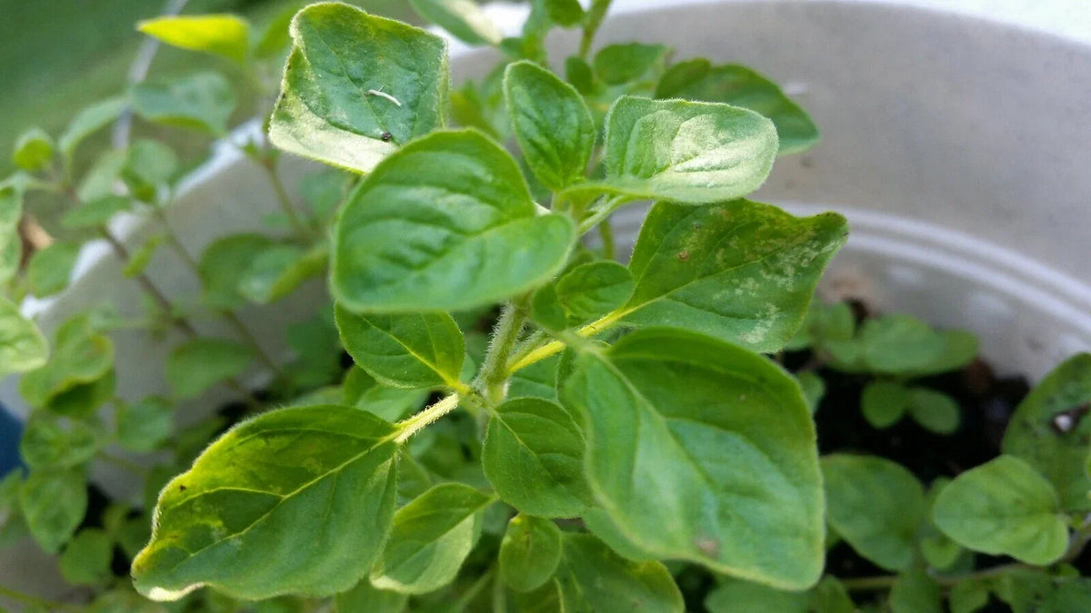 Greek Oregano Live Bareroot Plant Cutting - Aromatic Culinary Herb, Compact, Origanum vulgare subsp. hirtum