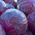 Red Acre Cabbage Seeds - Heirloom, Non-GMO, Brassica oleracea, 1000+ Seeds for Home Gardening and Small-Scale Farming