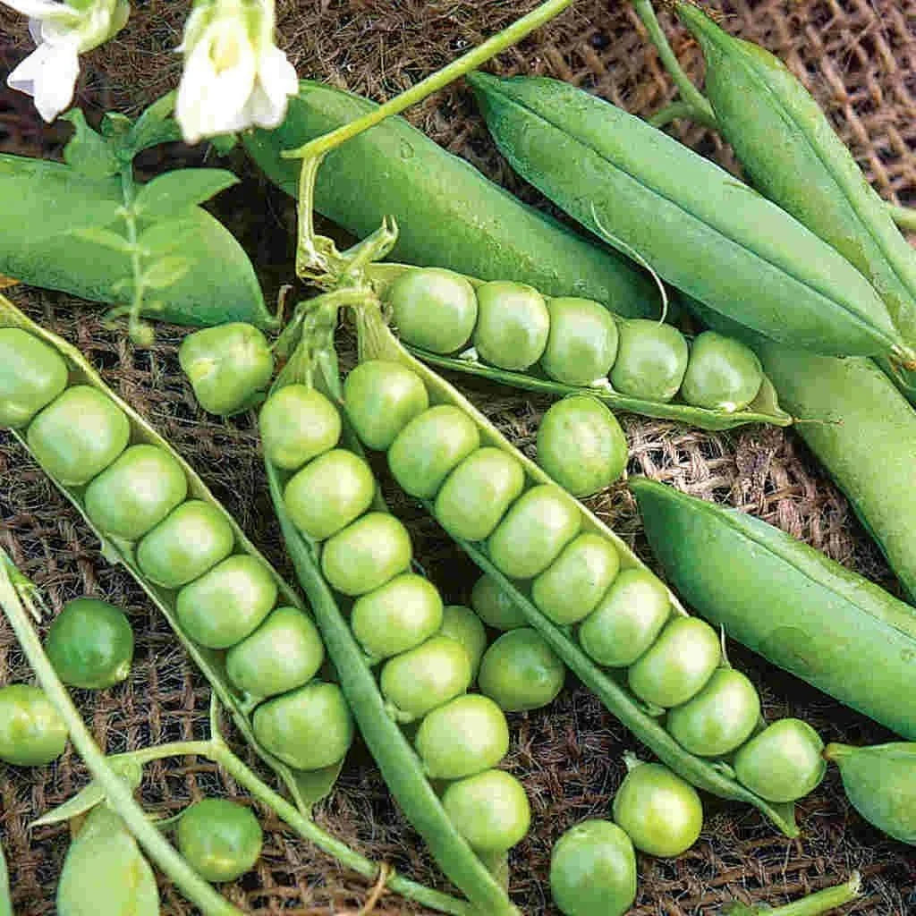 Garden Pea Seeds - Compact Semi-Dwarf Little Marvel Pisum sativum Non-GMO Seed Packet