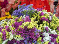 Statice Seeds | Everlasting Flower Mix for Dried Arrangements | Limonium sinuatum | 75 Seeds