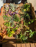 Assorted Succulent Cuttings - 35 Pieces with 50+ Varieties for Propagation & Arrangements | Indoor & Outdoor Gardening