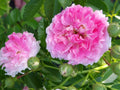 7 Sister Rose Plant Cuttings – Perennial Climbing Rose with Pink Flowers, Rosa 'Seven Sisters' – 5+ Cuttings per Order
