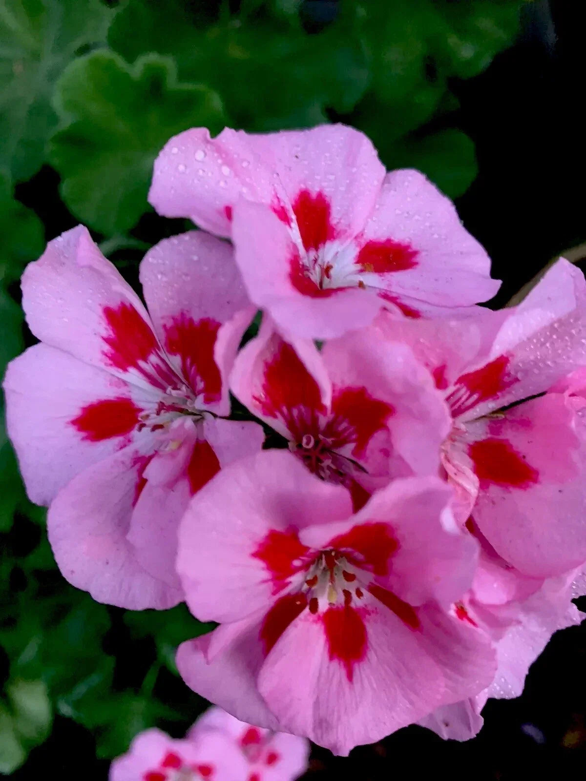 Geranium Live Plants – Baby Pink with Bright Red Center, Perennial Pelargonium, 8-12 Inch Compact Bushy Growth