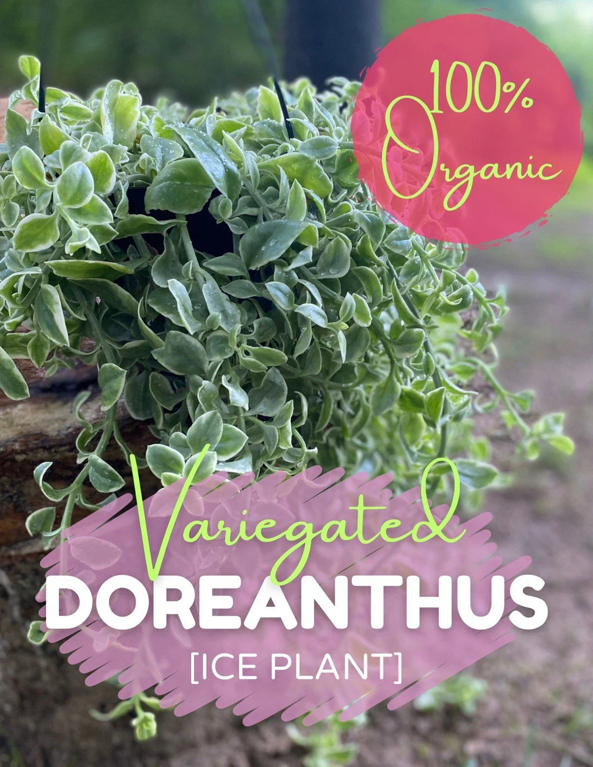 Variegated Ice Plant Cutting, Organic Dorotheanthus, Succulent Live Rooted Plant, Drought Tolerant, Free Shipping