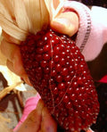 30+ Organic Strawberry Ruby Corn Seeds - Heirloom Popcorn - Sweet Variety - Rare Cultivar