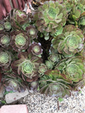 10 Piece Succulent Cuttings Set - Aeonium Variety - Perfect for Planting and Propagation