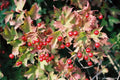 Viburnum opulus Cutting 6+2 Eastern Snowball Flowering Scions for Garden, Hedges, Pollinator Attractant