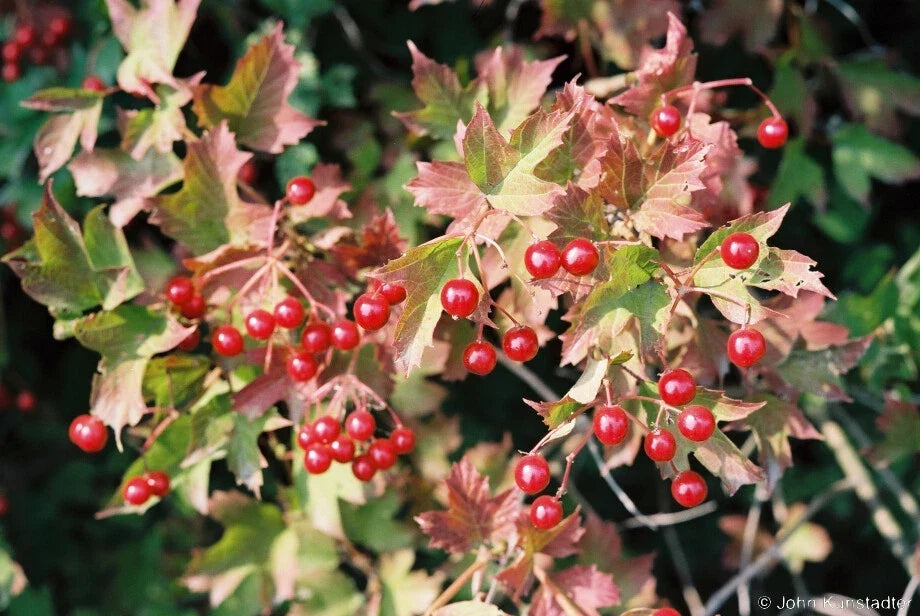 Viburnum opulus Cutting 6+2 Eastern Snowball Flowering Scions for Garden, Hedges, Pollinator Attractant