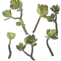 Jade Succulent Cuttings 2 Pack, Crassula ovata, Easy to Root, Fast Growing, Indoor & Outdoor Plant Propagation