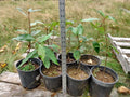 Live Black Cottonwood Tree Bare Root 1-2 Feet | Fast-Growing Populus trichocarpa for Garden or Bonsai