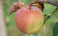 GoldRush Apple Seeds - 25+ Heirloom Malus domestica Seeds - Non-GMO USA