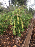 Currant Cuttings 8 Pack – Pink Champagne & Primus White Hardwood Fruit Bushes for Home Garden, Heirloom, High-Yield, Easy to Propagate