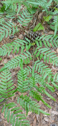 Eagle Fern Live Plants Set of 7 - Rare Woodland Ferns Pteridium aquilinum