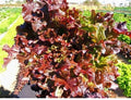 Red Salad Bowl Loose Leaf Lettuce Seeds - Heirloom, Bright Red Color, Lactuca sativa, 600-8,000 Seeds for Home Gardens