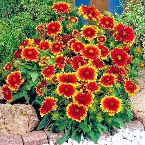 Indian Blanket Flower Seeds - 200+ Count - Annual Native Wildflower - Gaillardia pulchella - Drought & Heat Tolerant for Containers