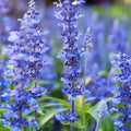 Hyssop Seeds 1500 Count Non-GMO Hyssopus officinalis Herb Garden Seeds for Culinary & Medicinal Use