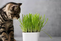 Cat Grass Seeds 1 Pound - Nutritious Treat for Pets (Avena sativa)