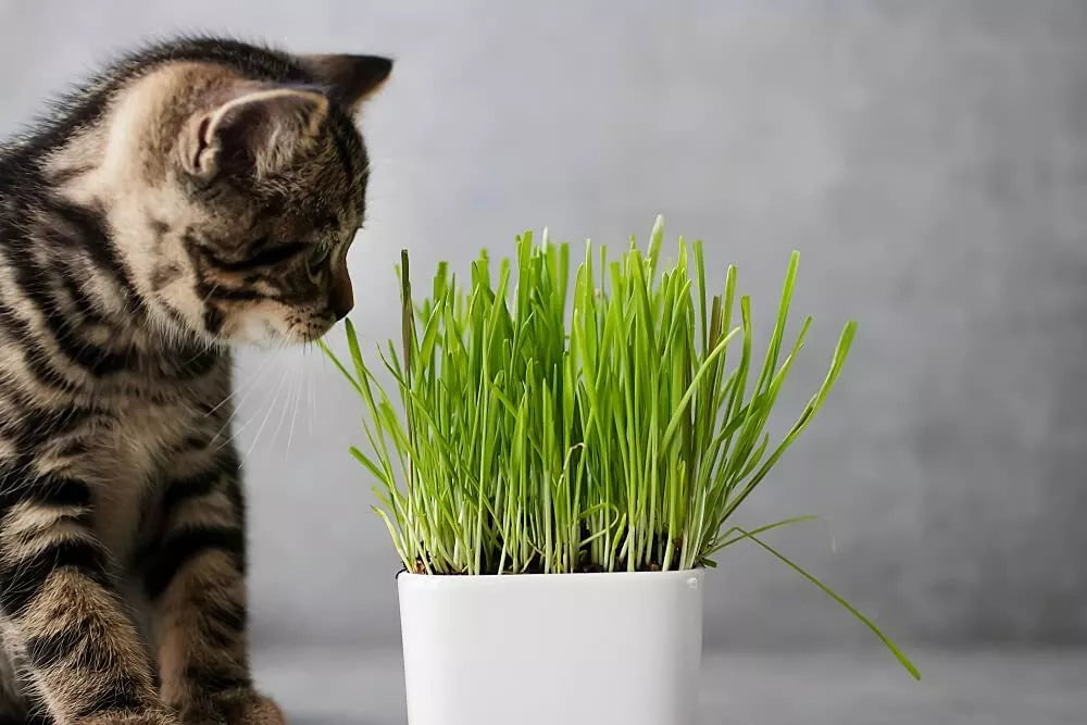Cat Grass Seeds 1 Pound - Nutritious Treat for Pets (Avena sativa)
