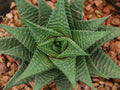 Gasteria Limifolia Plant - 4-Inch Pot Succulent Indoor Houseplant Fairy Washboard Green White Markings