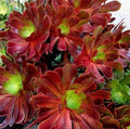 Large Aeonium VELOUR Succulent Cutting - Variegated Indoor Plant for Garden Decor - Aeonium 'Velour'