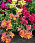 Snapdragon Seeds - Magic Carpet Mix, 200 Seeds, Vibrant Colors, Antirrhinum majus, Easy Grow Garden Flowers